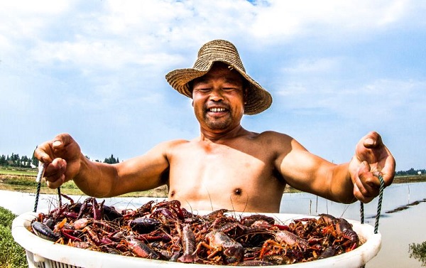 龙虾喜获丰收----易立新摄---湖南南县乌嘴乡三新村十八组村民谢进军今年稻虾种植喜获丰收