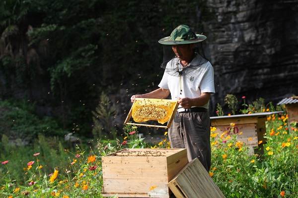 中华小蜜蜂养殖，李新华摄